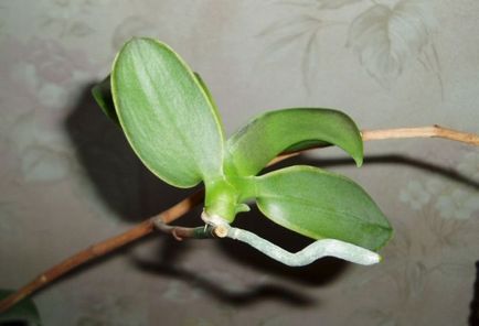 Как да се разделят Бебето на орхидеи