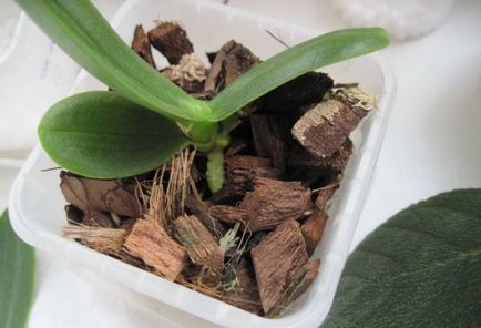 Как да се разделят Бебето на орхидеи