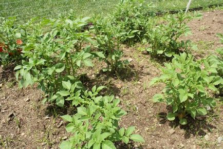 Как да се засадят картофи от разстоянието