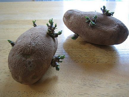 Как да се засадят картофи от разстоянието