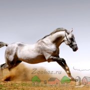 Как да се справим и се вози на коня и как да се научи да язди на кон Фото & Видео (контрола) Как да се справим и се вози на коня и как да се научи да язди на кон фото и видео