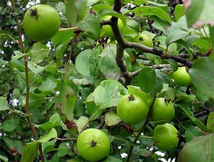 Как да се засадят ябълково дърво да Подвои