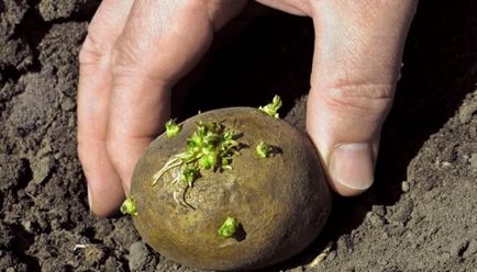 Как да се засадят картофи - как да засадят картофи