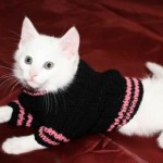 Как да шият дрехи за котки със собствените си ръце - чисто мъжки - мебели и дрехи за домашни любимци - котка чист -