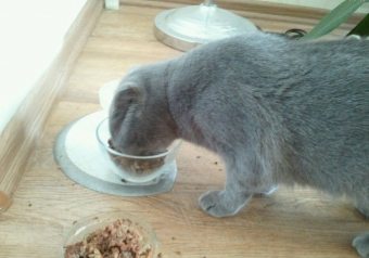 Като домашен любимец подобряват апетита отговори на въпроса за храненето и здравето котка