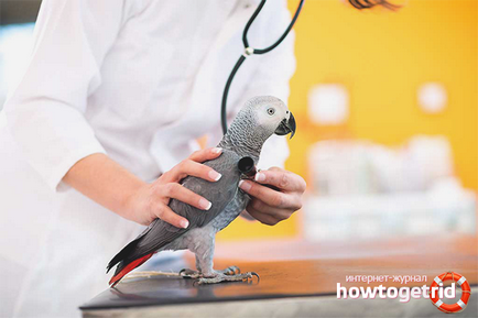 Как да се грижи за един папагал у дома