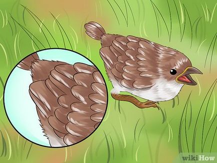Как да се грижи за ранени диви птици, които не могат да летят