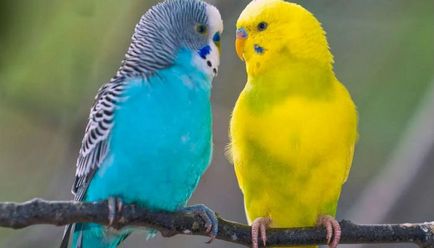 Как да се грижим за вълнисти папагали, домашни любимци