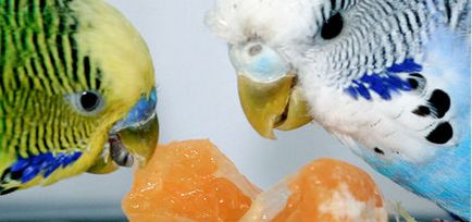 Как да се грижим за вълнисти папагали, домашни любимци