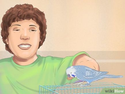 Как да се грижим за вълнисти папагали 1