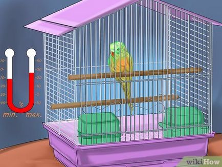 Как да се грижим за вълнисти папагали 1
