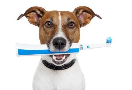 Както и в дома за почистване на кучешки зъби комплект за почистване на зъбите на кучето
