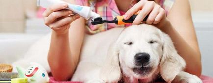 Както и в дома за почистване на кучешки зъби комплект за почистване на зъбите на кучето