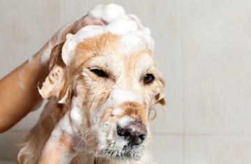 Как да избера най-подходящия лек за въшки за кучета