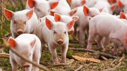 Как да изведе прасетата без диета сеят стандарти на свине, съвети