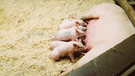 Как да изведе прасетата без диета сеят стандарти на свине, съвети