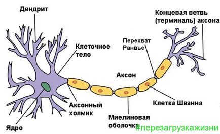 Как да се лекува епилепсия, една истинска история на момиче от Санкт Петербург