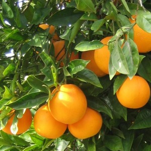 Как да расте един портокал от костите у дома (грижи, трансплантация)