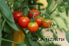 Как да расте чери домати на перваза на прозореца
