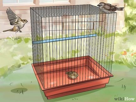 Как да расте новоизлюпен къща врабче