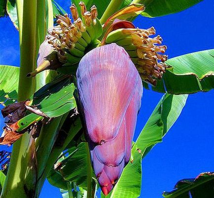 Как да расте в дома на семената на банани