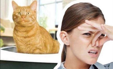 Как да се извлече миризмата на котка урина начини 9