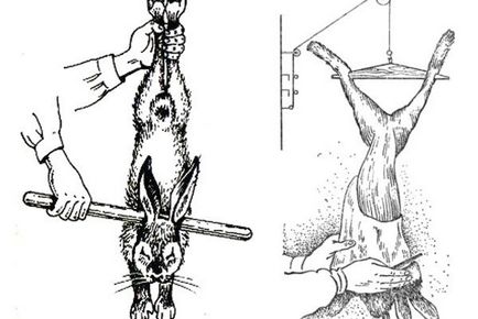 Как да вкара и да се намалят труп на заек