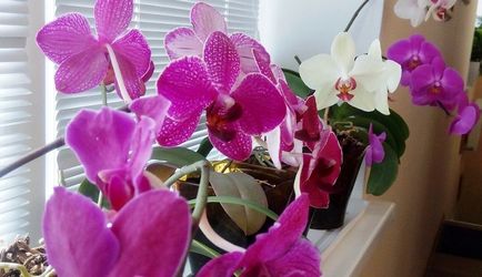 Как да стигнем до цъфти Phalaenopsis орхидея у дома