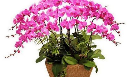 Как да стигнем до цъфти Phalaenopsis орхидея у дома