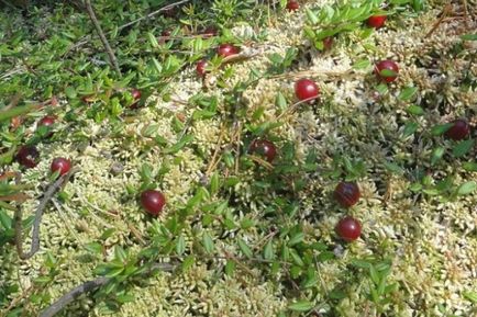 Cranberry градина расте в градината в страната, сортове