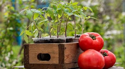 Кога да засадят домати в открит терен през 2017 г. на един месец, броят на благоприятна