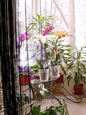 Саксийни цветя в интериора на апартамента и ги поставете в спалня, баня, коридор, дневна с