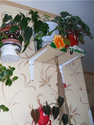 Саксийни цветя в интериора на апартамента и ги поставете в спалня, баня, коридор, дневна с