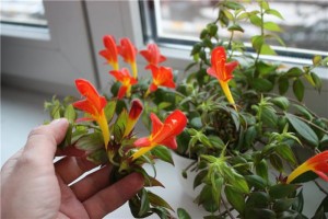 Растение kolumneya, грижи, трансплантация и репродукция в дома