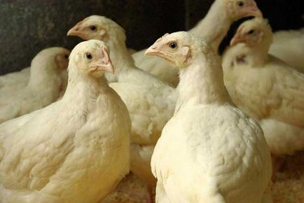Хранене пилета-бройлери, бройлери в домашни условия