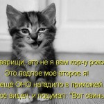 Кратки стихове за котки в снимки