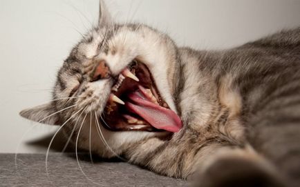 езика на тялото на котката защо котките се простират »природата новини, мястото на природата и животните - новини,