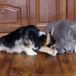 Котка и куче - заедно завинаги (28 снимки)