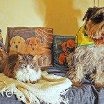 Котка и куче - заедно завинаги (28 снимки)