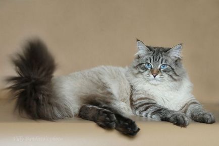 Нева маскарадните котка - описание порода, мнения за грижа