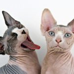 Котките без козина порода, снимка, цена, тъй като те се наричат, ревюта, къде да се купуват, kotizm