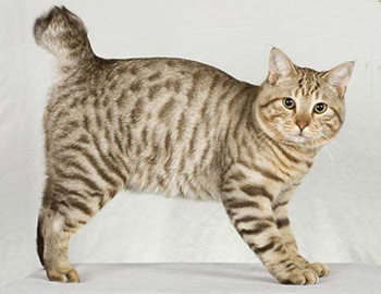 Котките без опашка и реверанс - Manx без опашка и реверанс реверанс