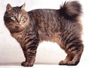 Котките без опашка и реверанс - Manx без опашка и реверанс реверанс