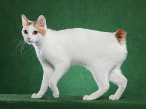 Котка без опашка порода и име