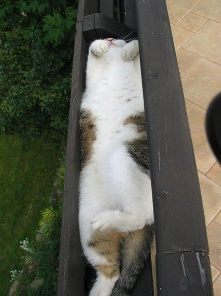 Котки, които спят в най-неочаквани места 20 снимки