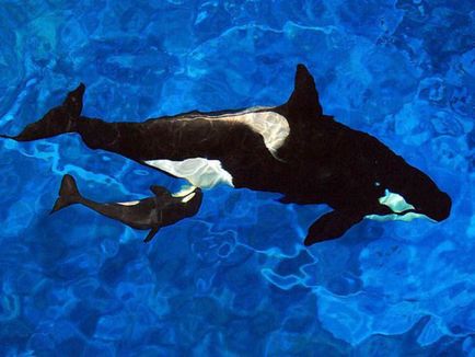 Кой убиеца - това делфини или китове, отколкото ядат и как да изглеждат, където живеят, техните снимки