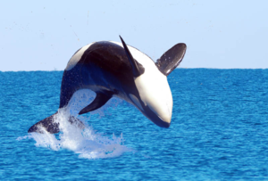 Кой убиеца - това делфини или китове, отколкото ядат и как да изглеждат, където живеят, техните снимки