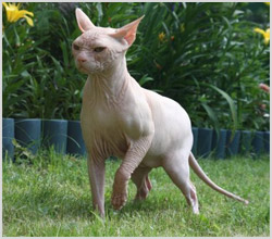 Hairless Cat (без козина котки) снимки, видео, както и името на породата на неокосмените котки