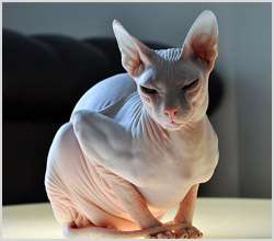Hairless Cat (без козина котки) снимки, видео, както и името на породата на неокосмените котки