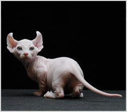 Hairless Cat (без козина котки) снимки, видео, както и името на породата на неокосмените котки